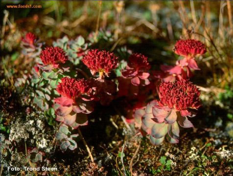 Rhodiola Rosea P.E 